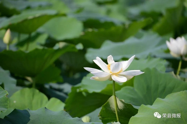 約起！600畝荷花在自貢榮縣這個地方綻放(圖2)