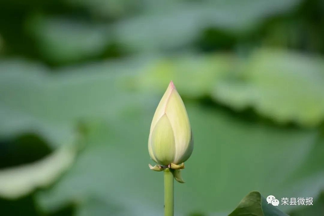 約起！600畝荷花在自貢榮縣這個地方綻放(圖3)