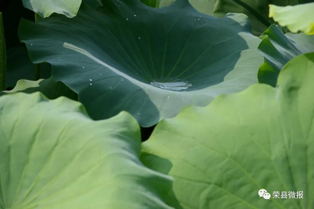 約起！600畝荷花在自貢榮縣這個地方綻放(圖6)