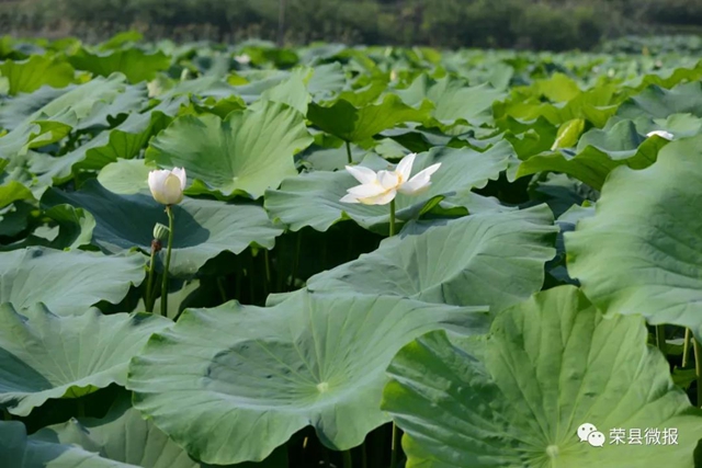 約起！600畝荷花在自貢榮縣這個地方綻放(圖7)